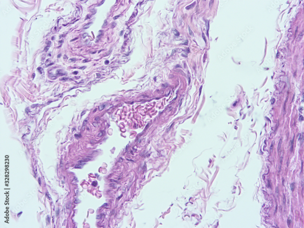 Fototapeta premium picture of histology human tissue with microscope from laboratory (not Illustration Designation)