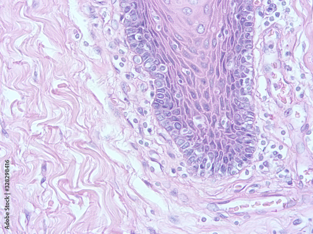 picture of histology human tissue with microscope from laboratory (not Illustration Designation)