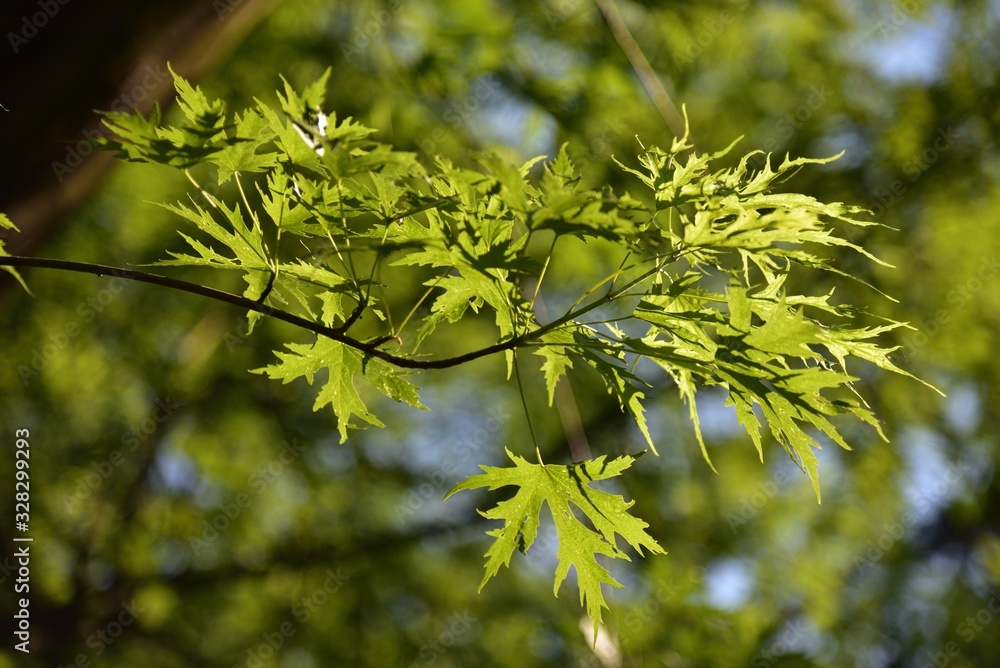 Silver maple - Silberahorn Acer saccharinum Blatt Silver maple - Silberahorn Acer saccharinum Blatt
