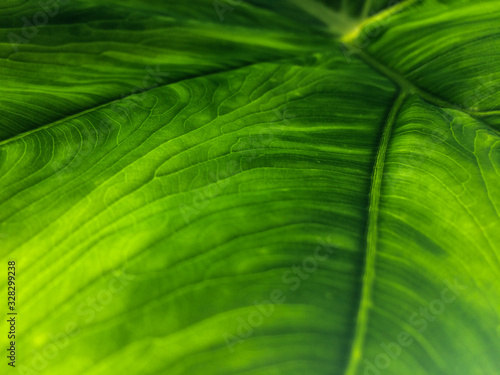 Grünes Blatt | Green Leaf | Close Up | Blattadern | Leaf Veins (ID: 328299238)