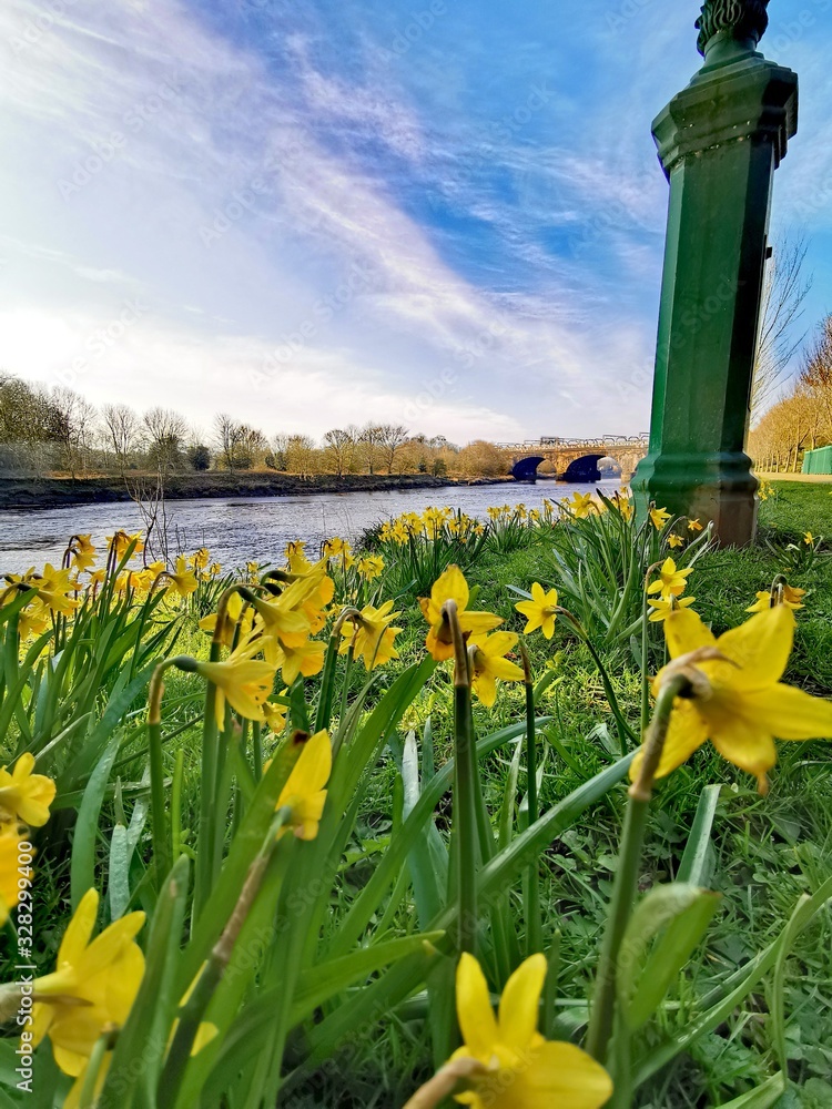 daffodils in the park with blue sky and clouds