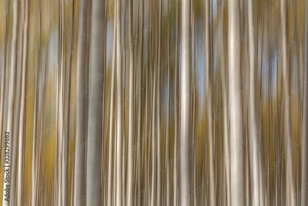 Obraz premium Birch trees on a bright sunny day. Abstract photo. Colorful textured background. long shutter speed, selective focus