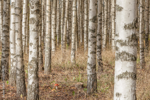 Birch trees with fresh green leaves in autumn. Sweden  selective focus