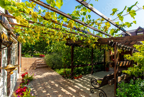 The back yard of the cottage with a wooden canopy made of beams - pergola. Grapes grow on the bars and create a shadow. Clusters of grapes are visible. There are paving slabs on the ground.