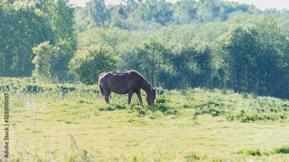 Fototapeta premium Horse grazing in the meadow in the sunset light