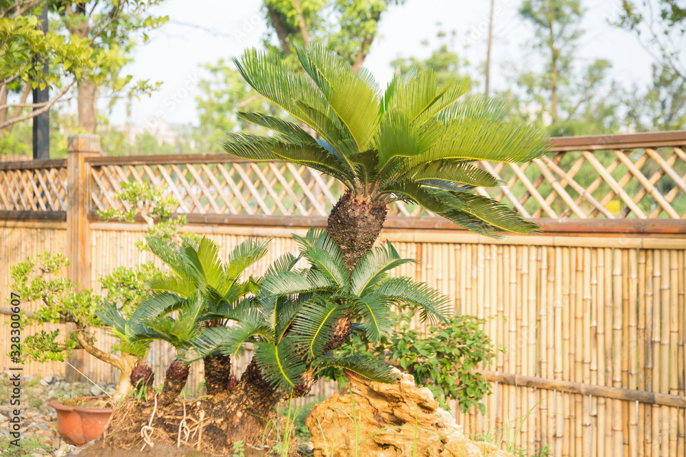 Fototapeta premium Potted plants in the potted garden of Nantong, China