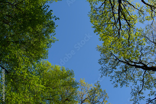 green crowns of trees in the forest against a blue cloudless sky