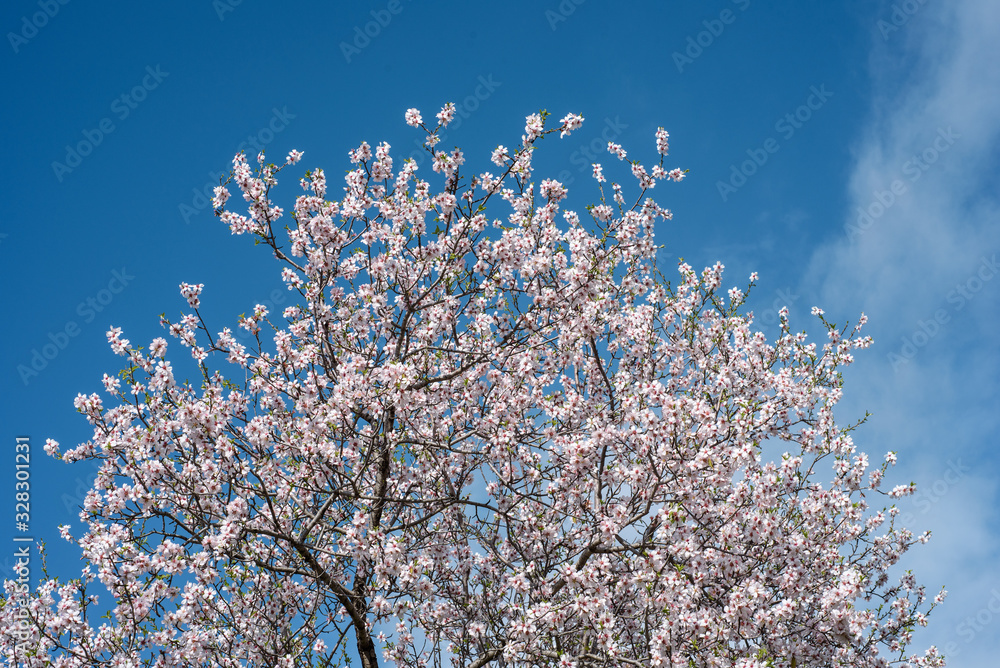 Top of the almond tree with white blossoms against blue sky