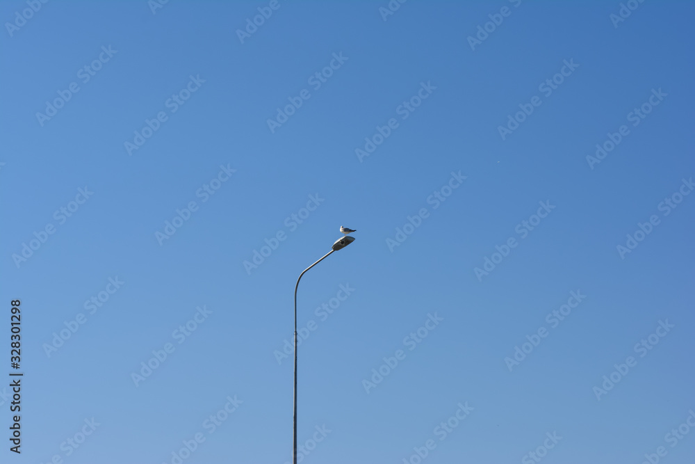 Seagull on a lamppost against a blue cloudless sky Seagull on a lamppost against a blue cloudless sky