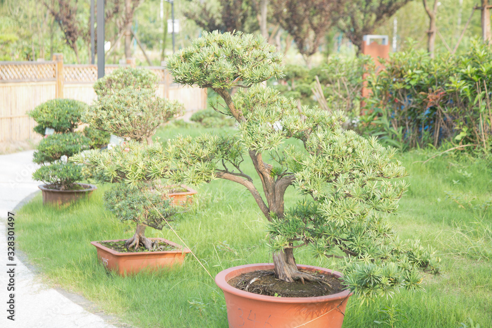 Luohansong bonsai and tongue in the basin garden of Nantong, China Luohansong bonsai and tongue in the basin garden of Nantong, China