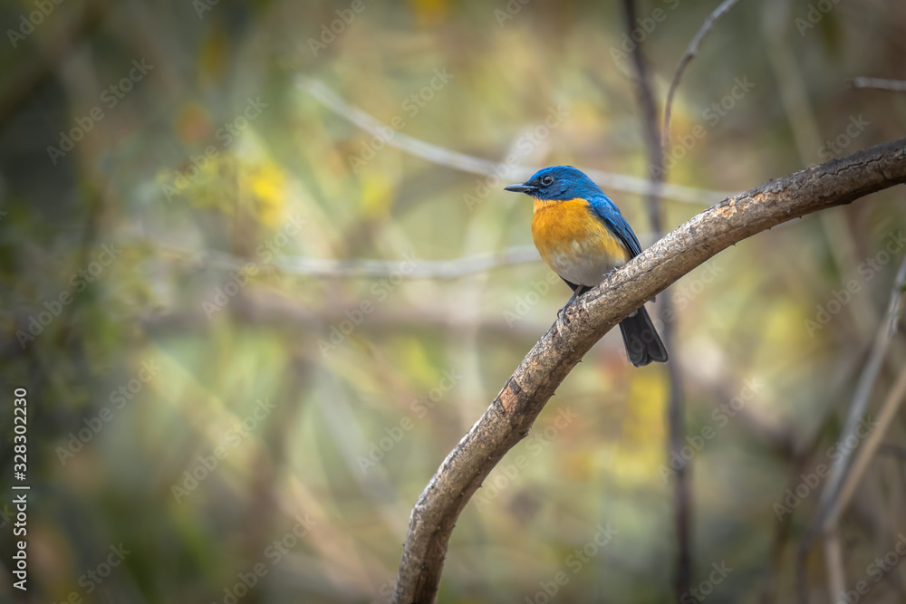 Obraz premium Beautiful blue bird Tickell's blue-flycatcher perching on a branch in a forest