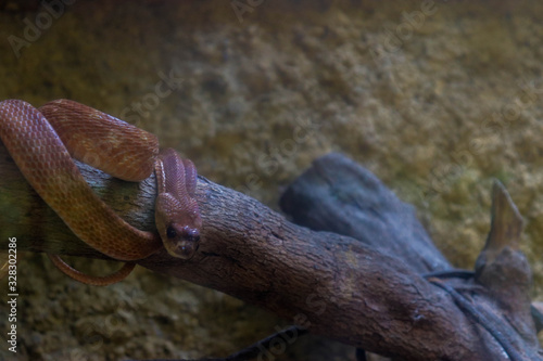 Red snake in the cage