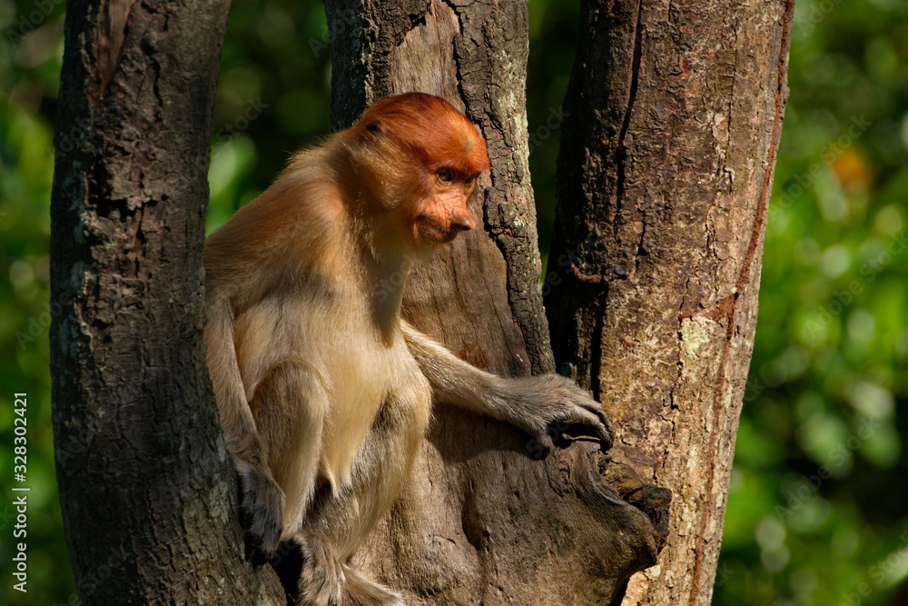 Malaysia. The long-nosed monkey or kahau — a species of primates from