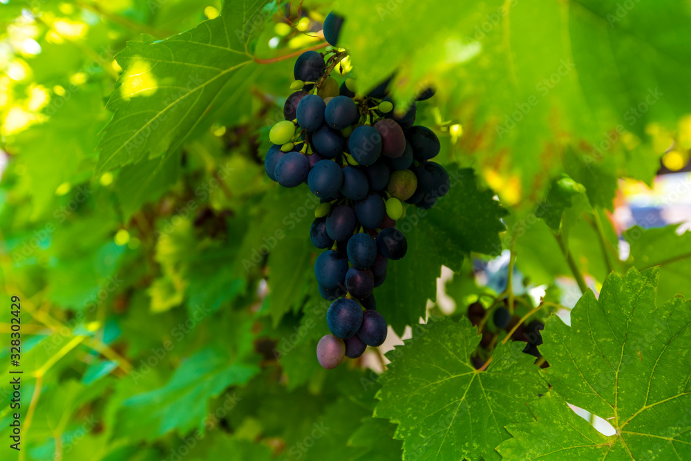 A bunch of slightly unripe blue grapes hangs among the leaves on a Sunny day