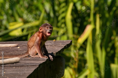 Malaysia. The long-nosed monkey or kahau — a species of primates from the subfamily of thin-bodied monkeys in the family of monkeys. Distributed exclusively on the island of Borneo photo