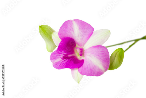 Purple Phalaenopsis orchid flowers on white background.