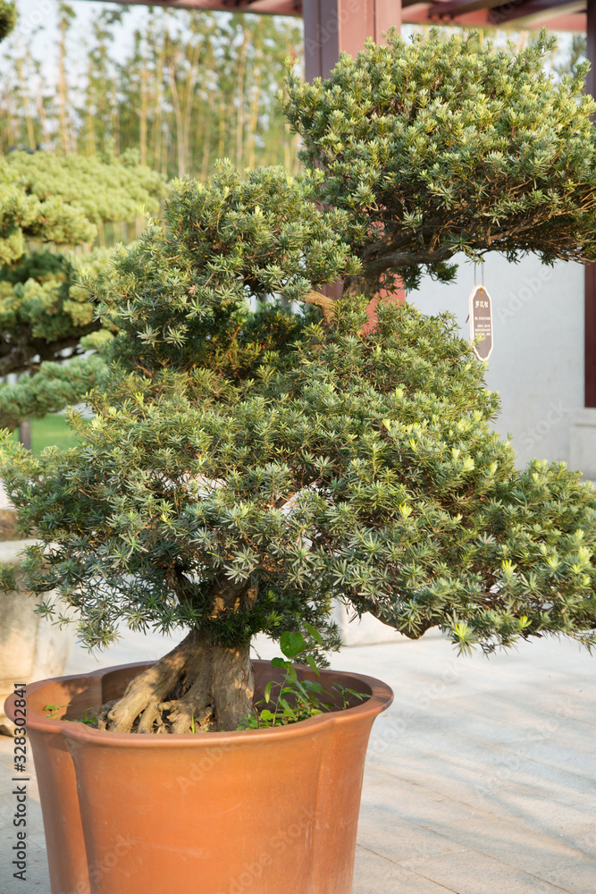 Luohansong bonsai and tongue in the basin garden of Nantong, China