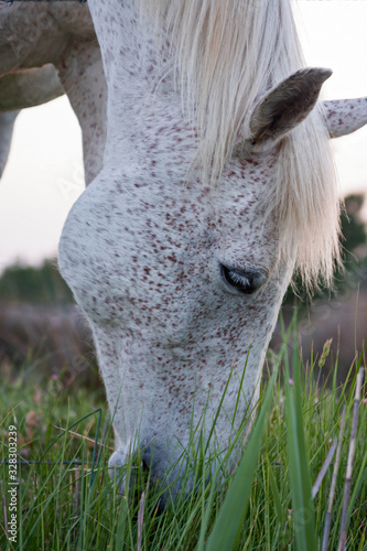 A white horse grazes the grass in the Camargue, France.
