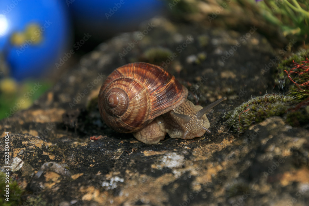 vineyard snail in the moss,Helix pomatia vineyard snail in the moss,Helix pomatia
