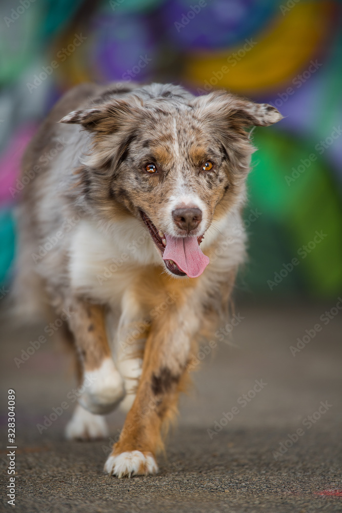 Australian shepherd dog on colorful background