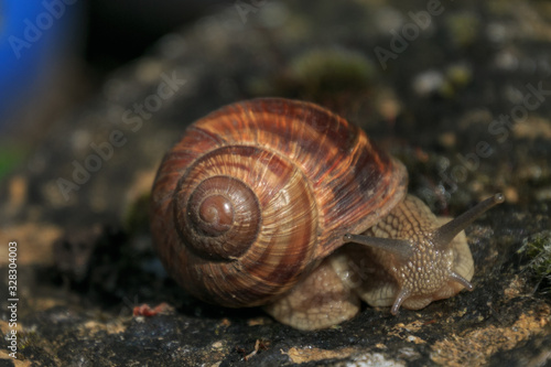  vineyard snail ,Helix pomatia