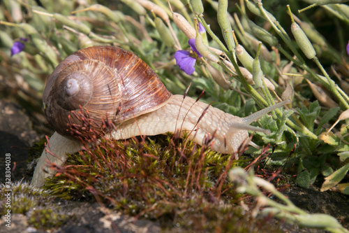 vineyard snail crawls over the moss, Helix pomatia
