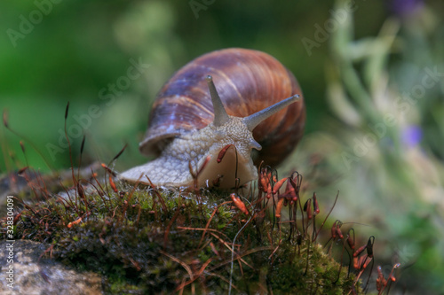 big vineyard  snail in the moss