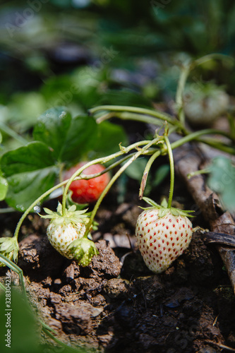 Fresh strawberries that grown in garden
