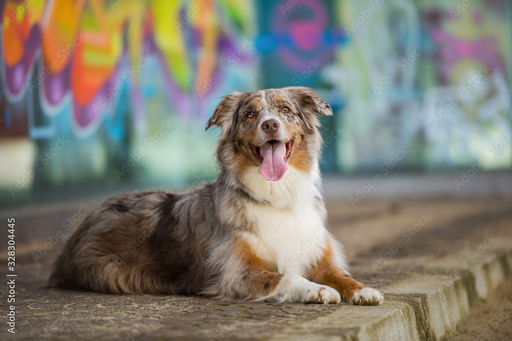 Obraz premium Australian shepherd dog on colorful background