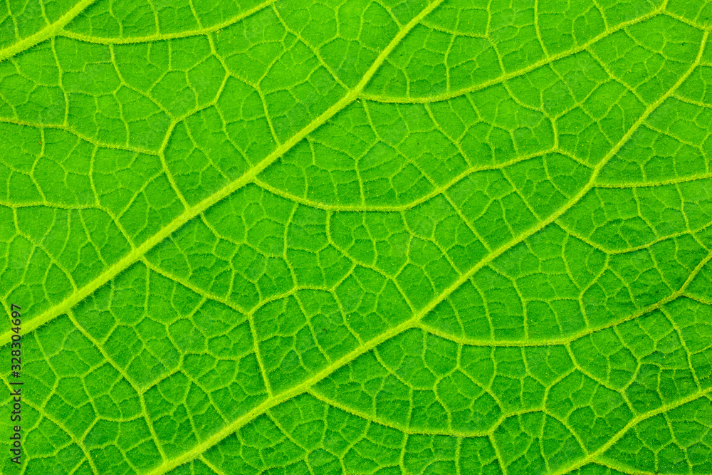 closeup of green leaf closeup of green leaf