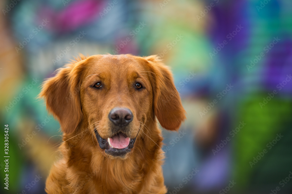 Mixed breed dog on colorful background