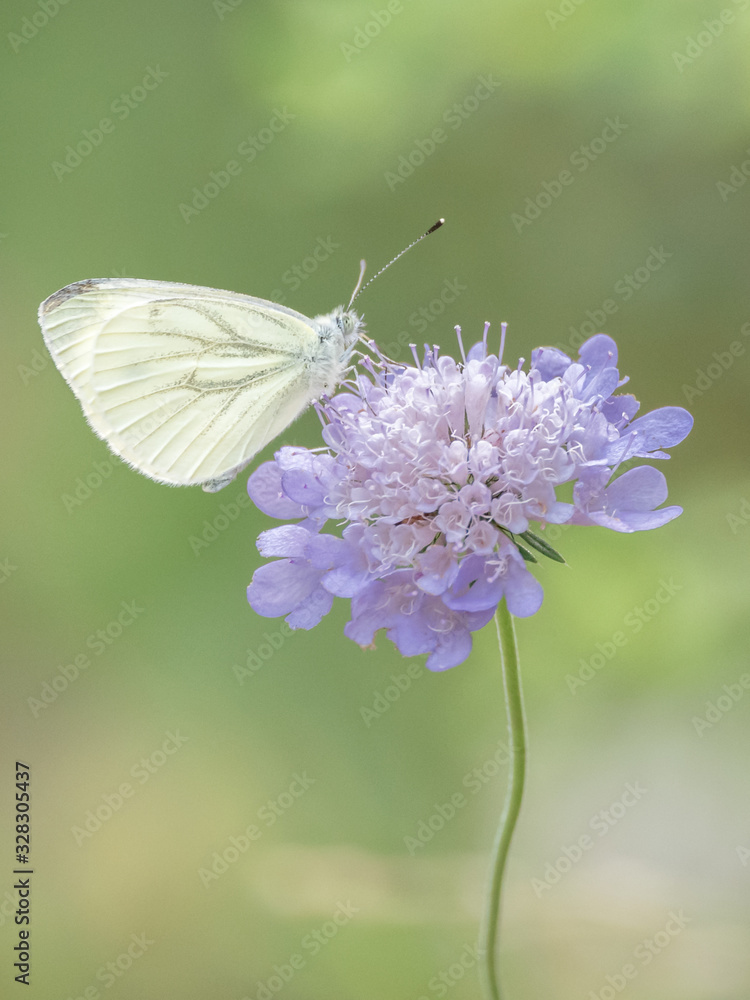 Narin sur fleur pourpre Narin sur fleur pourpre