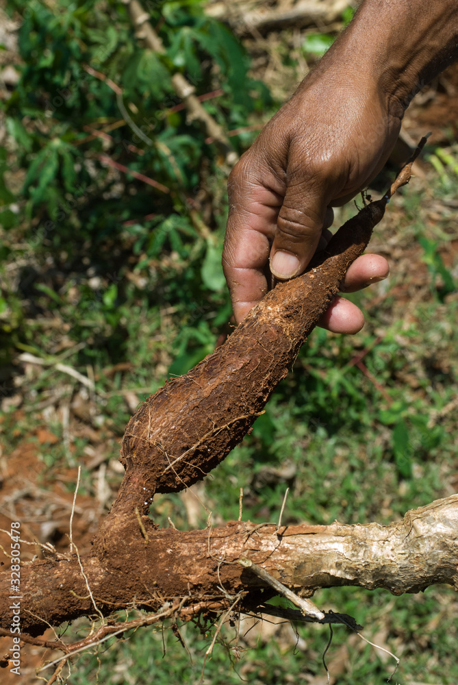 Manioc (Manihot esculenta) dans un champ de l'île de Mayotte.