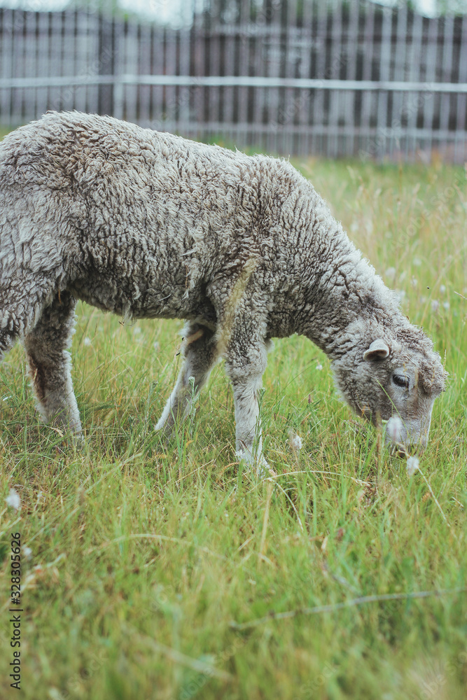Naklejka premium lamb eats grass