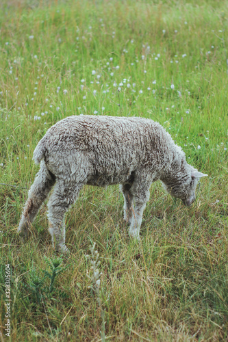 lamb eats grass