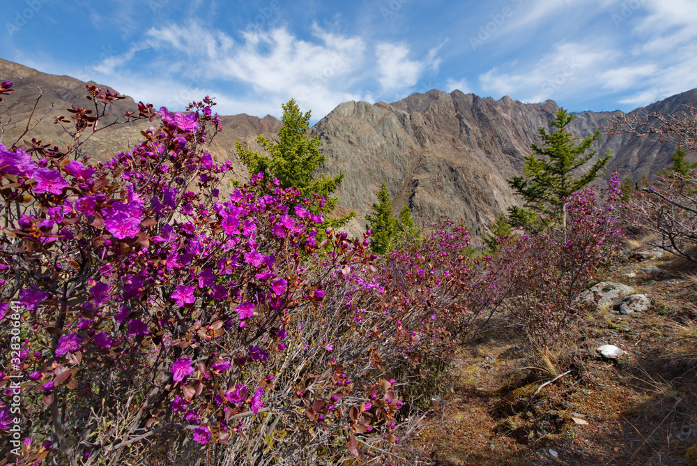 Russia. Mountain Altai. Chuyskiy tract in the period of the flowering of Rhododendron Ledebourii. Russia. Mountain Altai. Chuyskiy tract in the period of the flowering of Rhododendron Ledebourii.