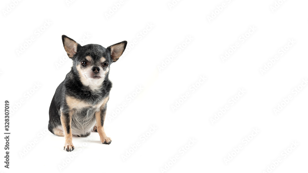 Studio shot of cute chihuahua isolated on white background with copy space.