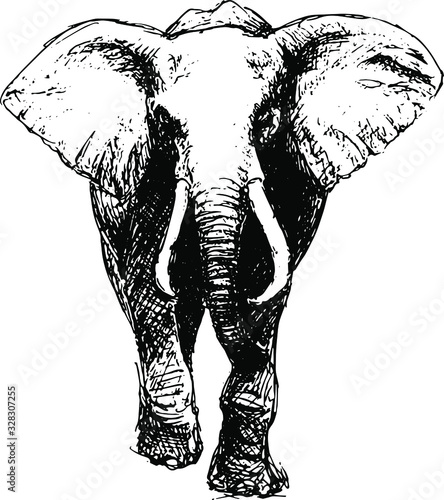  Hand drawn elephant. Vector isolated on a transparent background