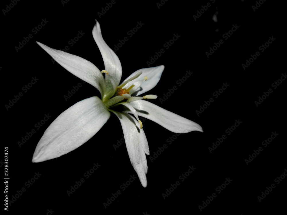 fiore di Nira (aglio cinese) fiore di Nira (aglio cinese)