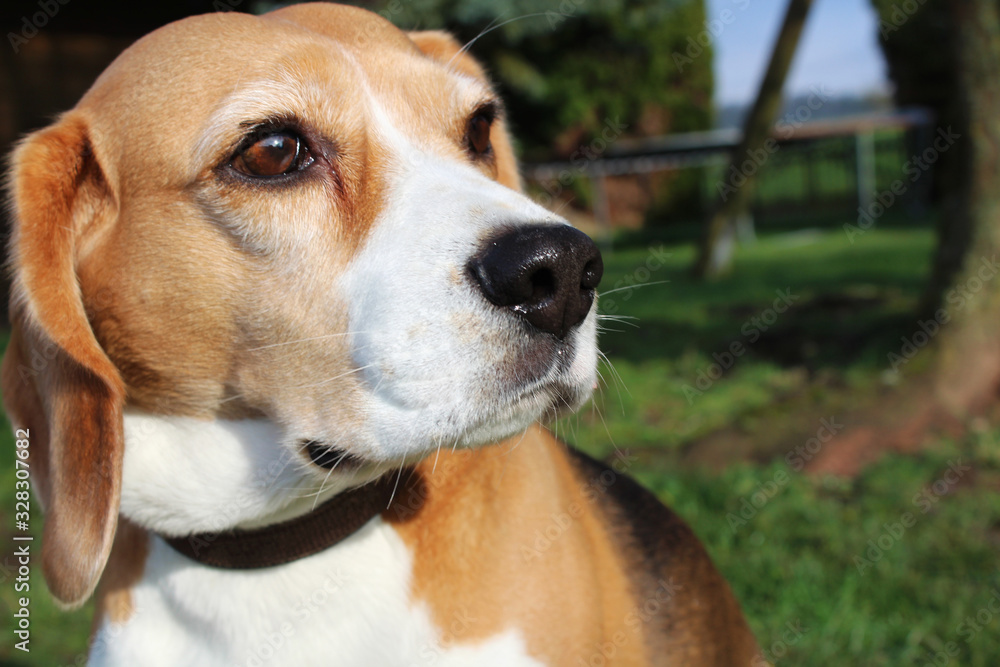 Beagle Nahaufnahme vom Gesicht und Teilen des Körpers. Die abgebildete Hündin ist einem Garten und war zum Zeitpunkt der Aufnahme 5 Jahre alt.