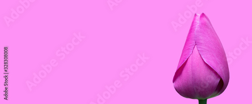 Purple tulip banner on a purple background. Beautiful flower. © Светлана Лазаренко