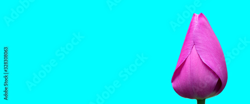 Purple tulip banner on a turquoise background.Beautiful flower isolated. © Светлана Лазаренко
