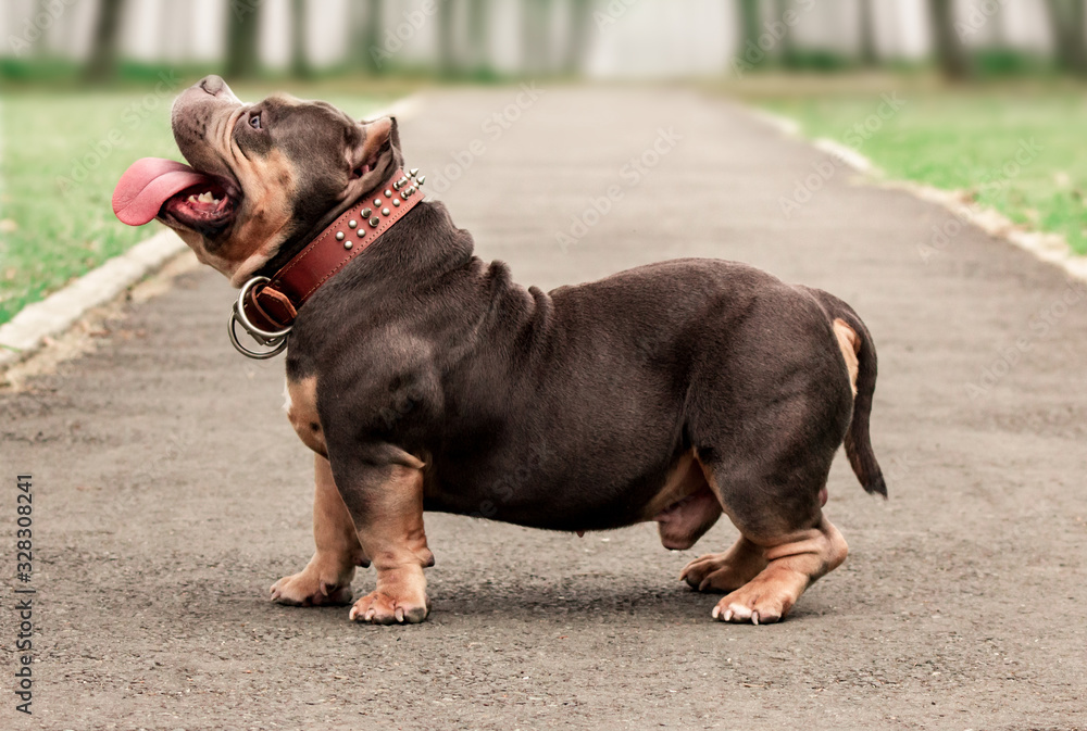 Happy American Bully Dog Enjoying the Park - Full Profile View of Smiling Canine Companion