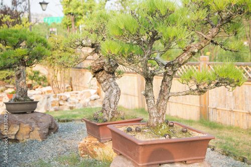 Pine bonsai in the basin garden of Nantong, China