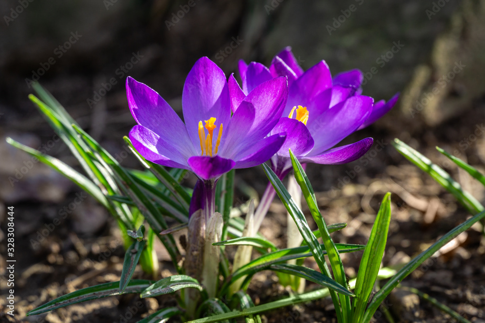 Violet crocuses in early spring garden in sunny day. Close-up flowering crocuses Ruby Giant on natural stone background. Soft selective focus. Violet crocuses in early spring garden in sunny day. Close-up flowering crocuses Ruby Giant on natural stone background. Soft selective focus.