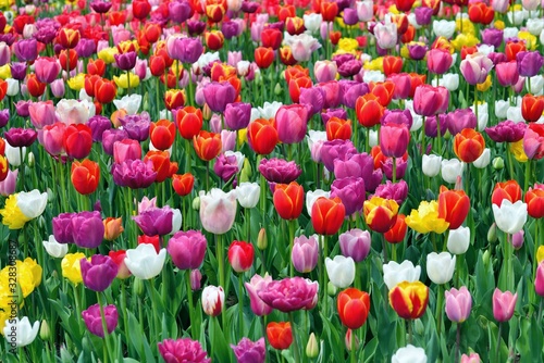 Colorful tulip garden