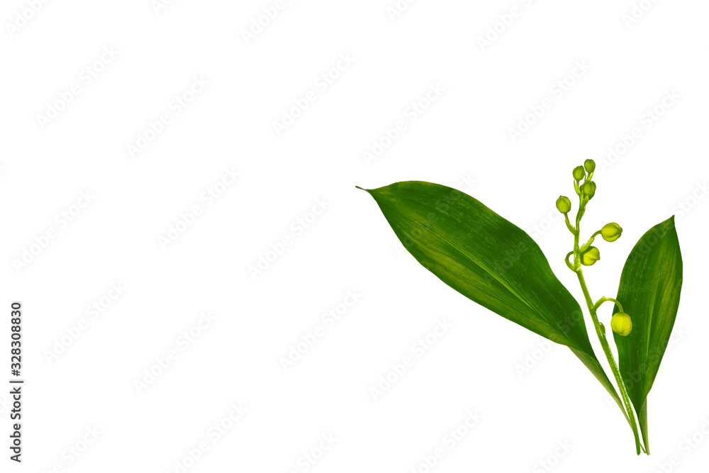 Naklejka premium Lily of the valley flower on white background
