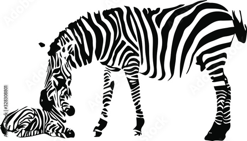  Hand drawn zebra. Vector isolated on a transparent background