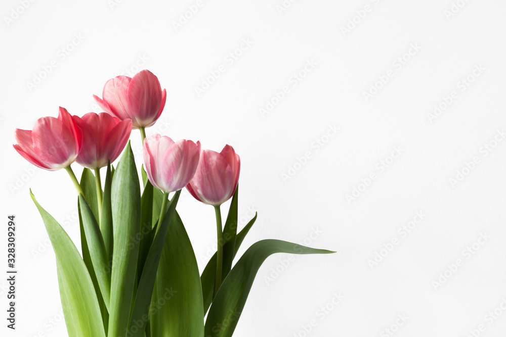 spring pink flowers tulips isolated on white background copy space spring pink flowers tulips isolated on white background copy space