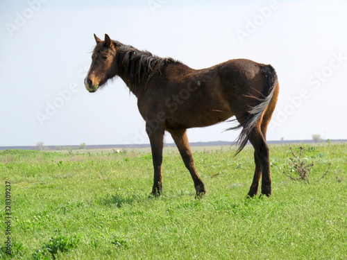 Horse in a field.